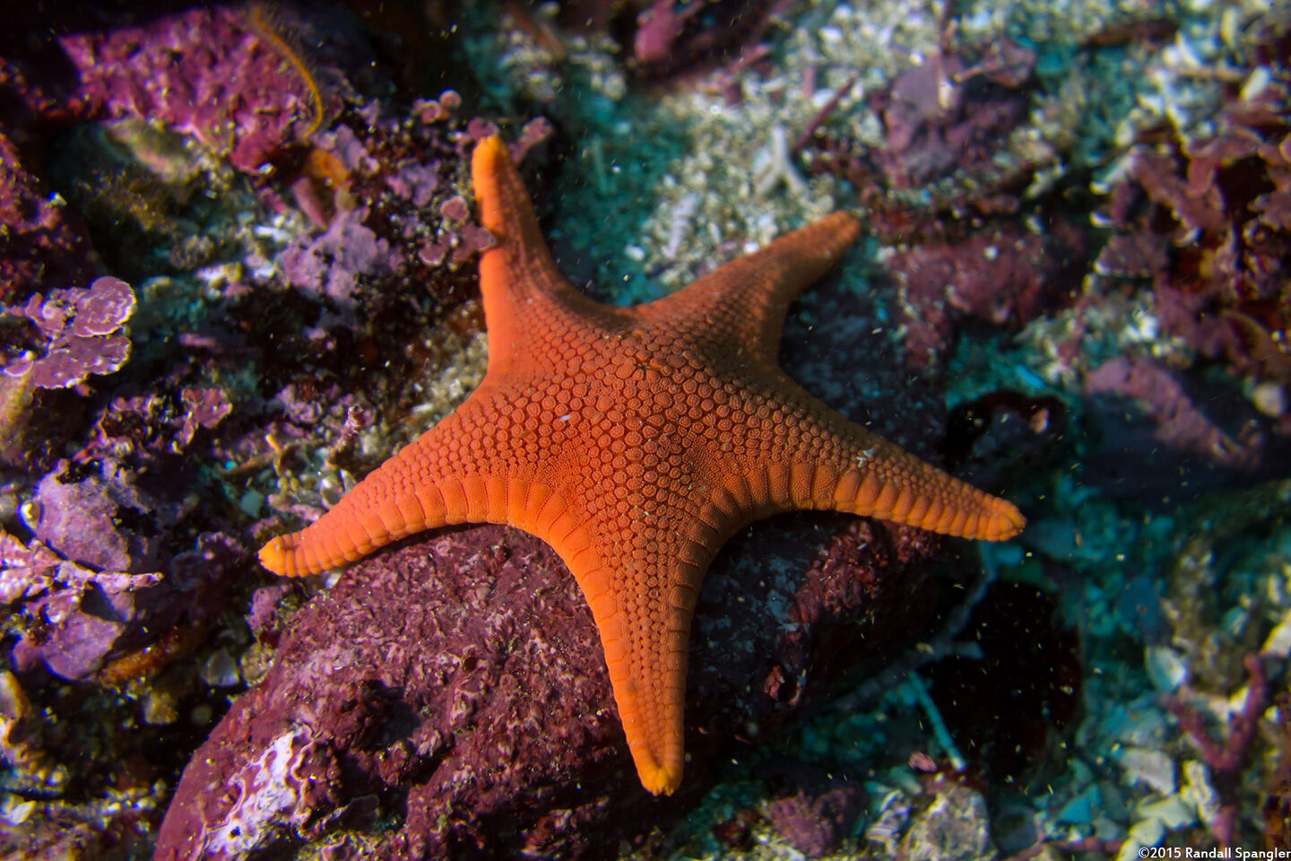 Mediaster aequalis (Red Sea Star)