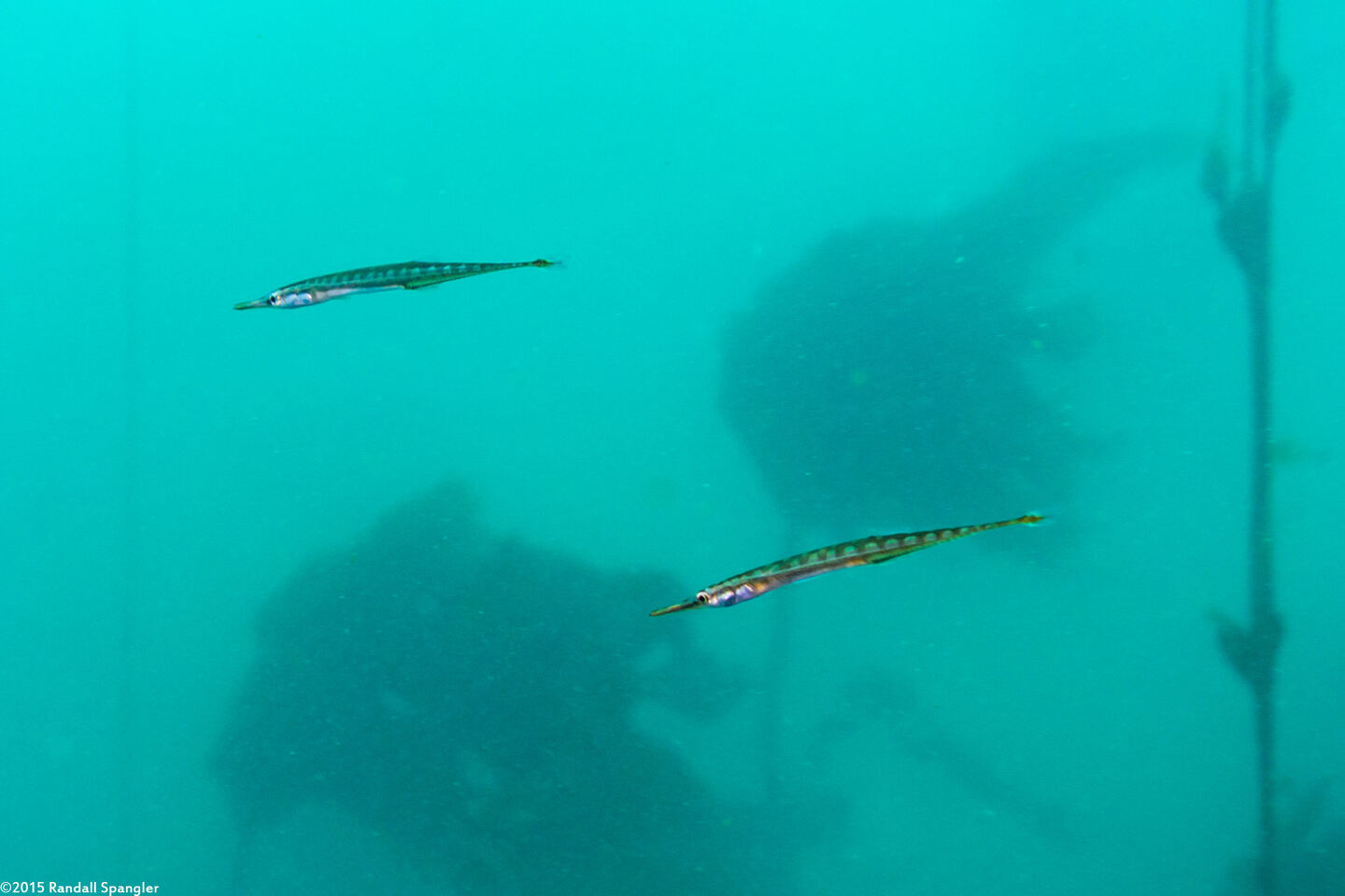 Aulorhynchus flavidus (Tubesnout)