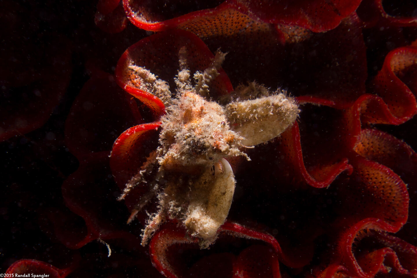Scyra acutifrons (Sharpnose Crab)