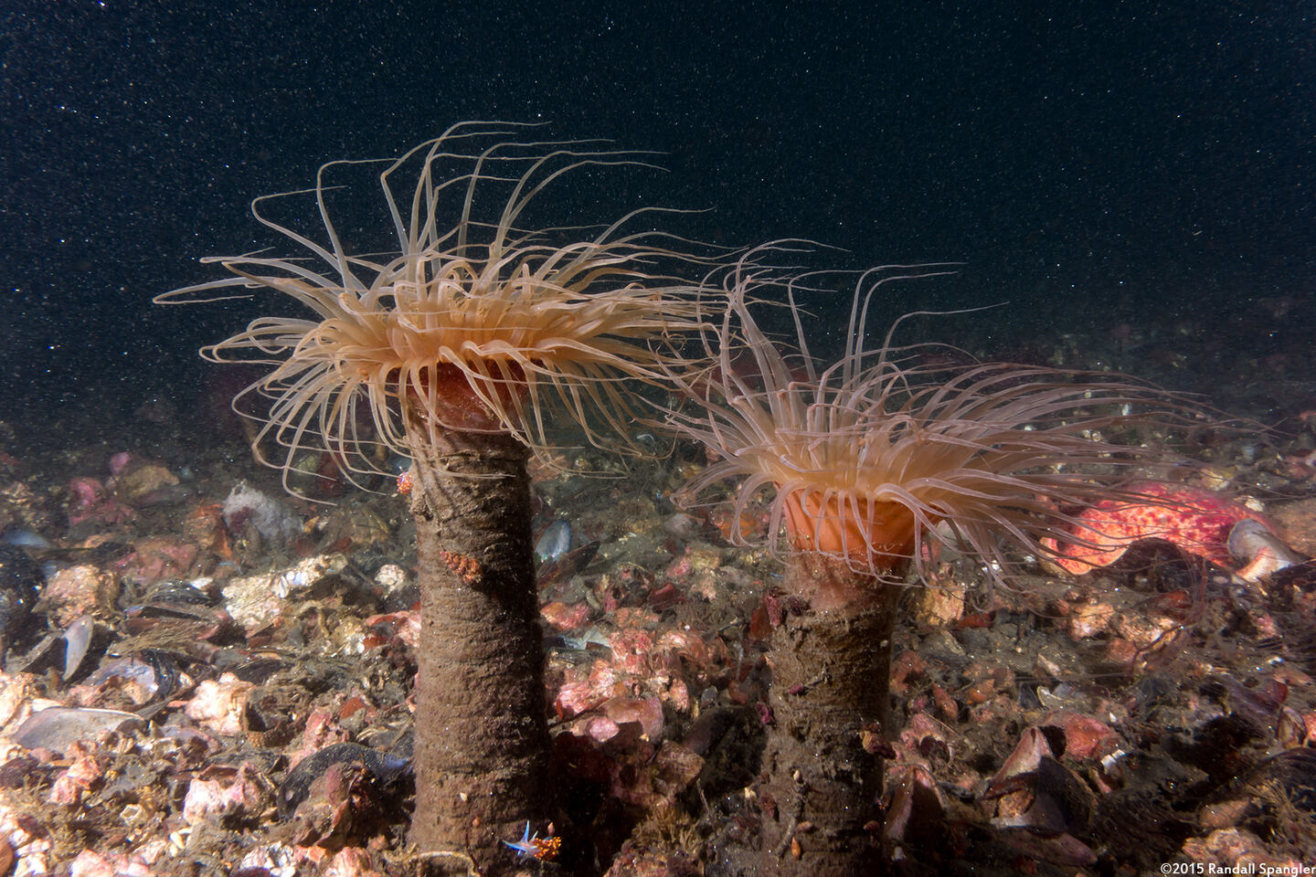 Pachycerianthus fimbriatus (Tube-Dwelling Anemone)
