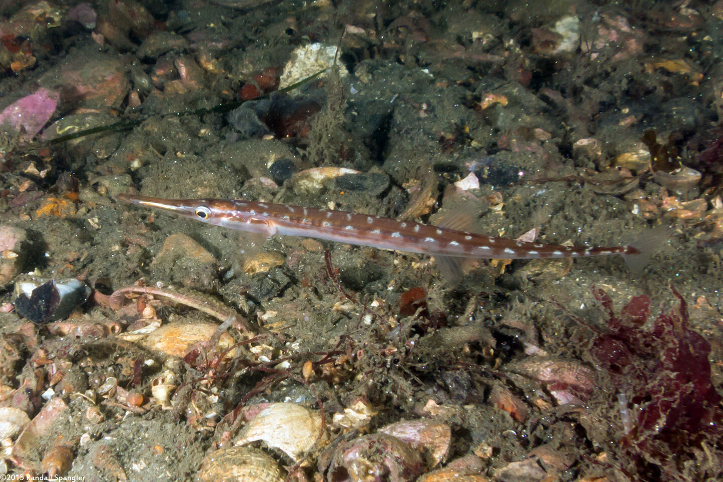 Aulorhynchus flavidus (Tubesnout)