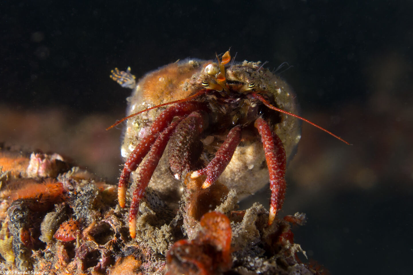 Pagurus hemphilli (Maroon Hermit Crab)