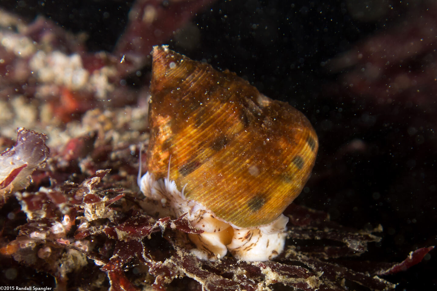 Calliostoma gloriosum (Glorious Top Snail)