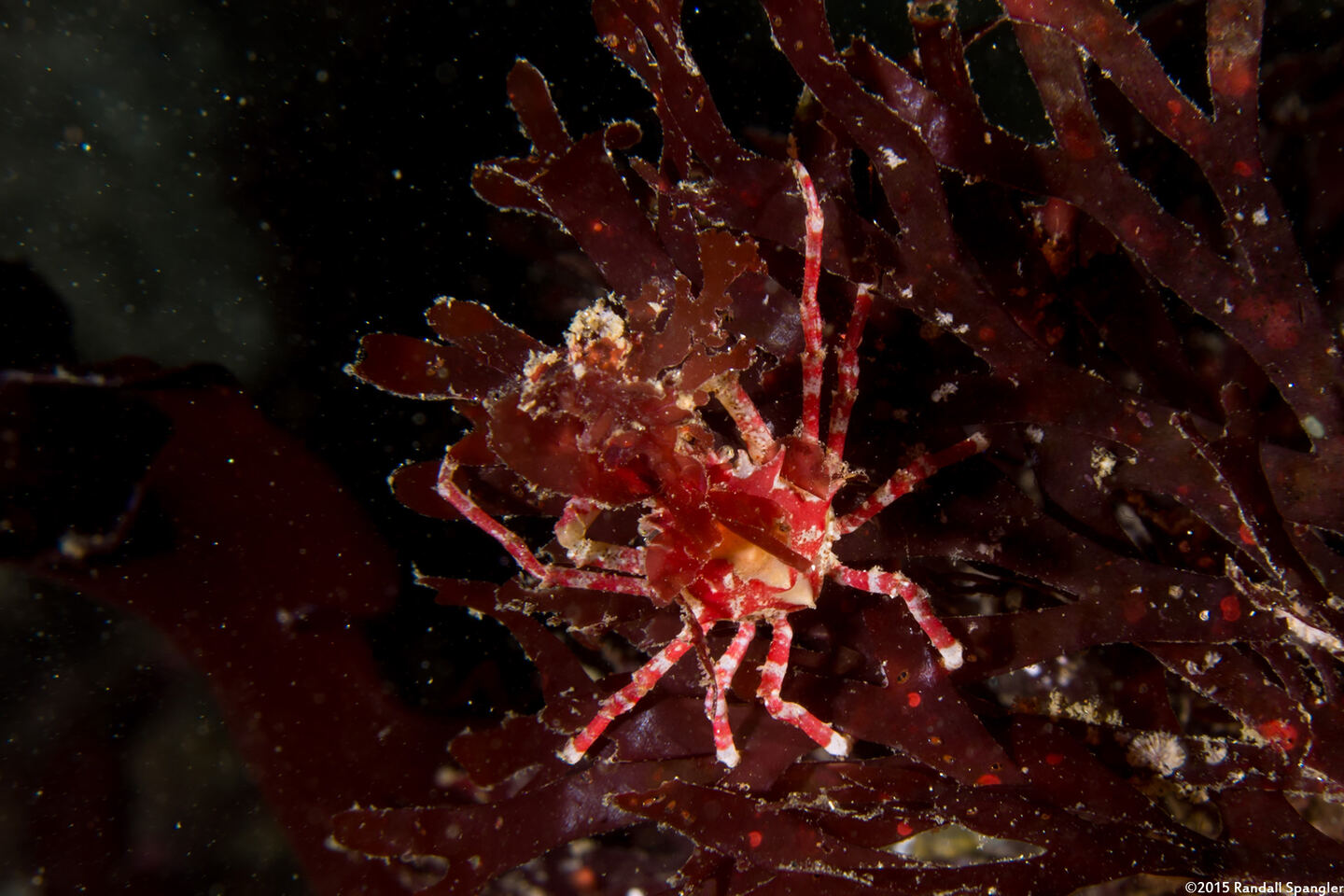 Pugettia richii (Cryptic Kelp Crab)