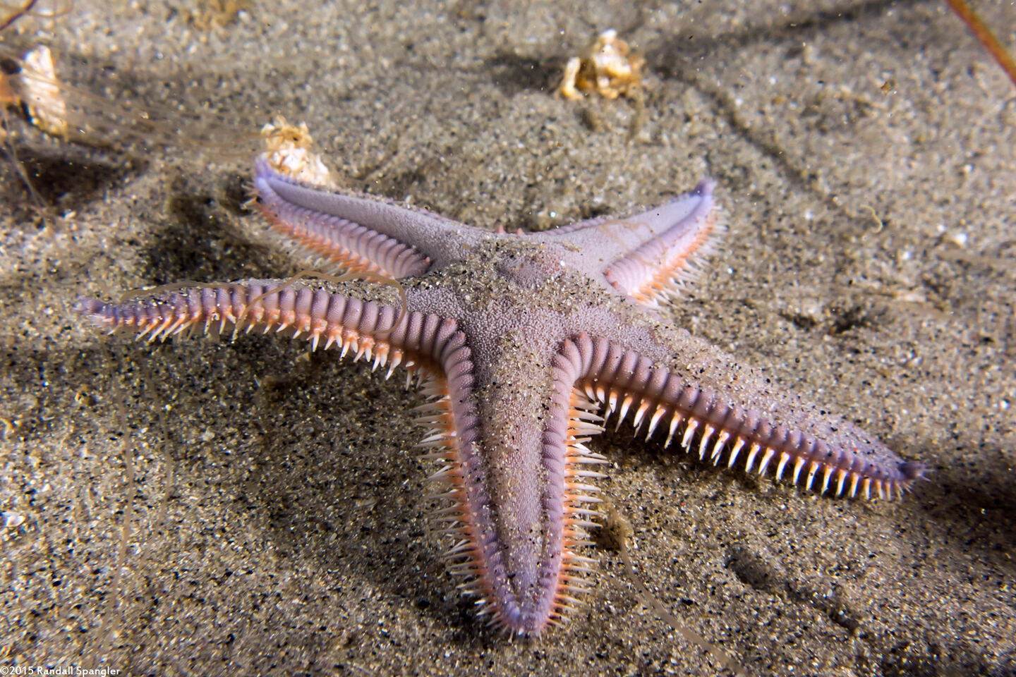 Astropecten armatus (Spiny Sand Star)