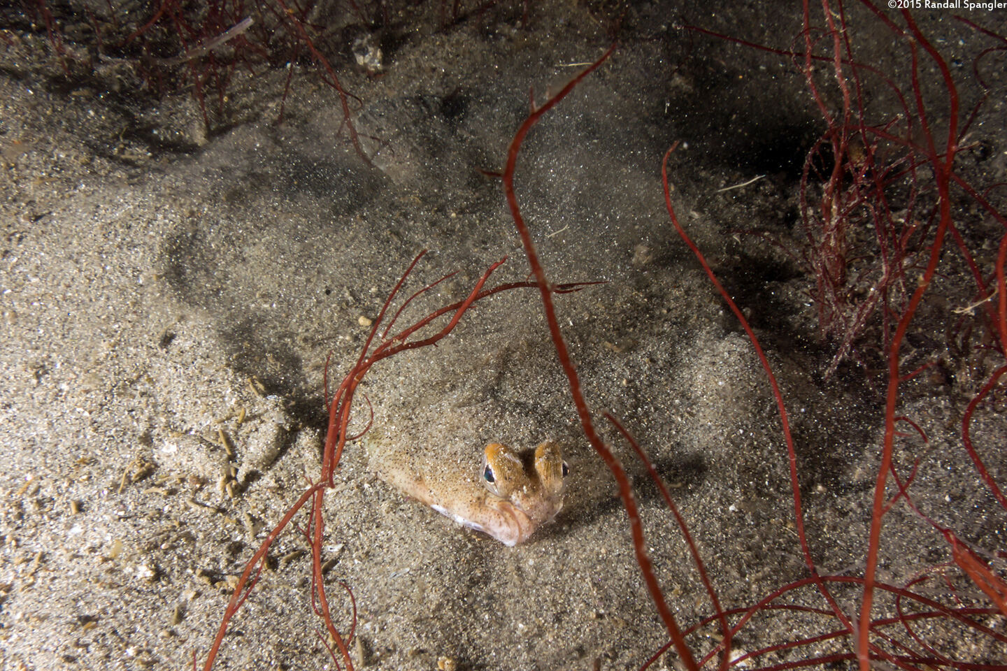 Pleuronichthys coenosus (C-O Sole); After burying itself
