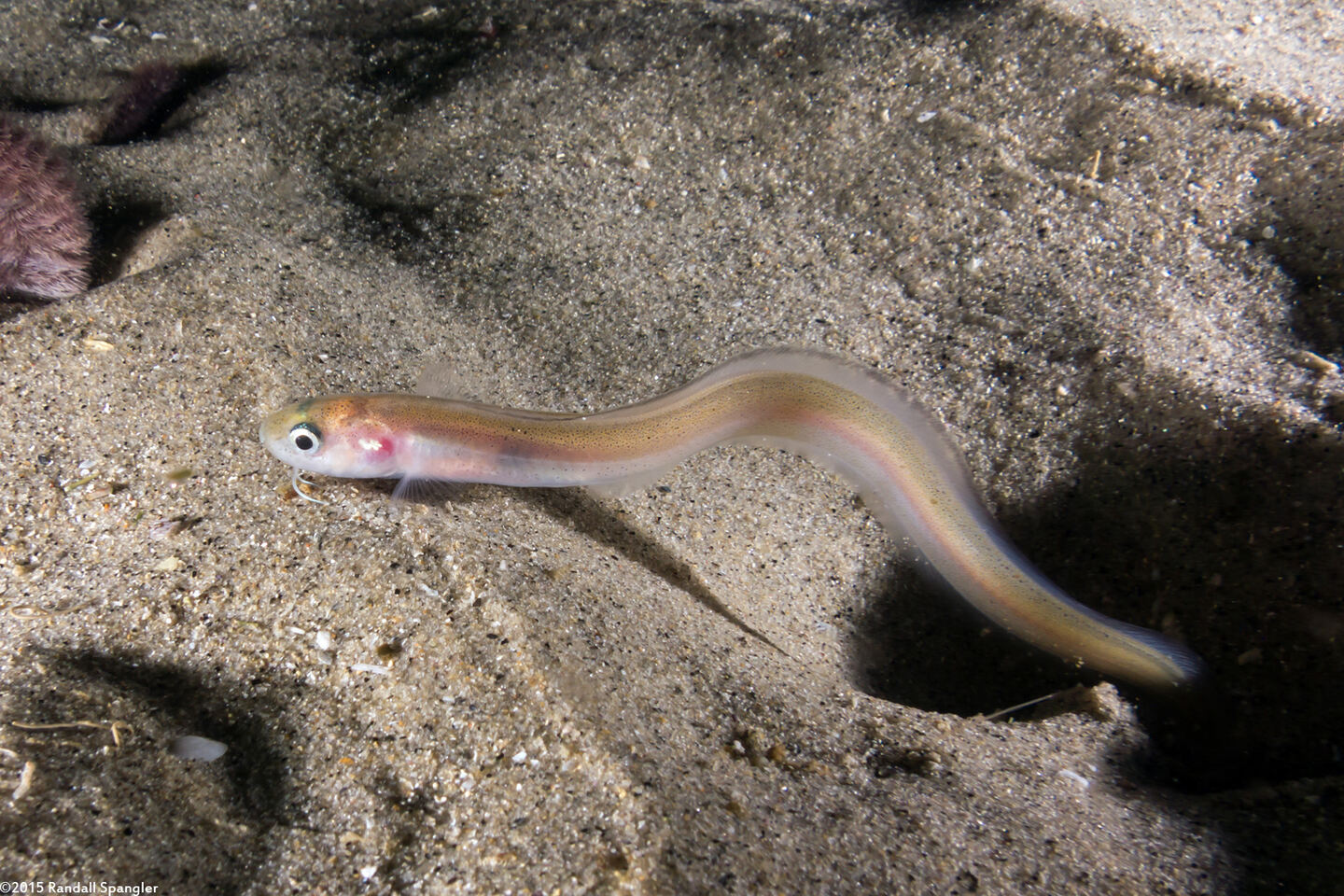 Ophidion scrippsae (Basketweave Cusk-Eel)