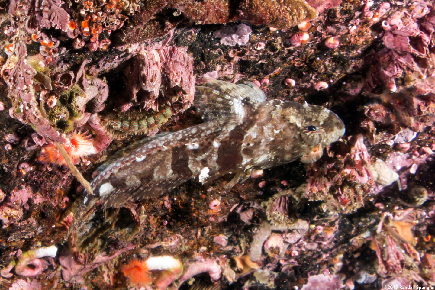 Artedius corallinus (Coralline Sculpin)