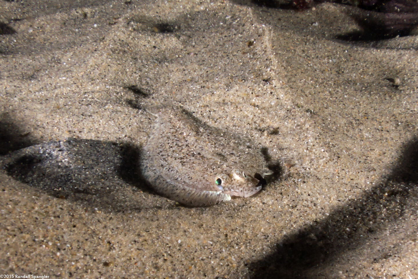 Citharichthys stigmaeus (Speckled Sanddab)