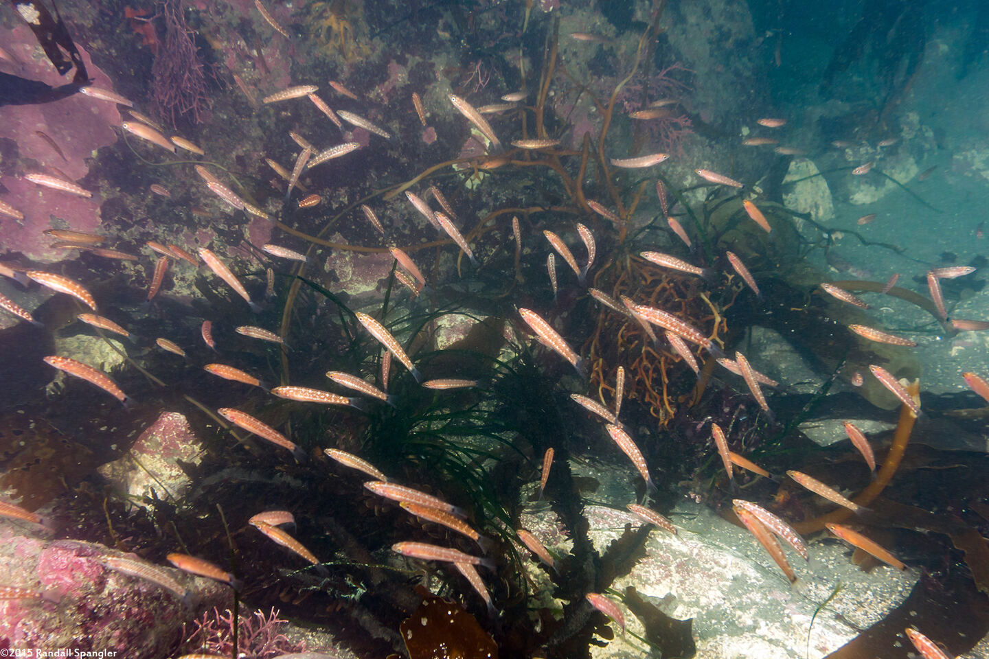 Oxyjulis californica (Señorita); Mottled