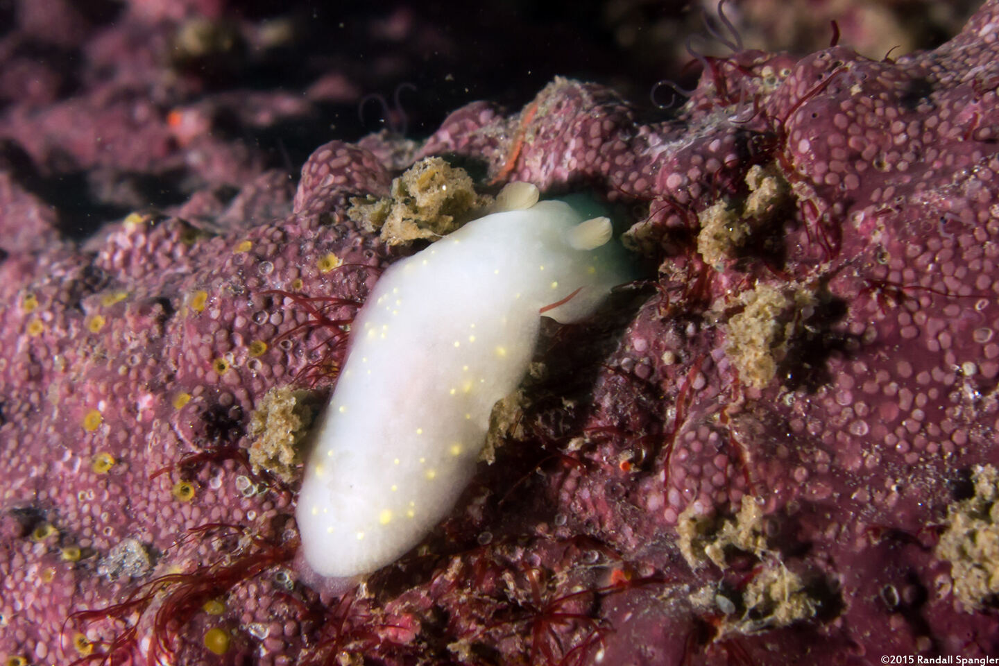 Cadlina modesta (Modest Cadlina)