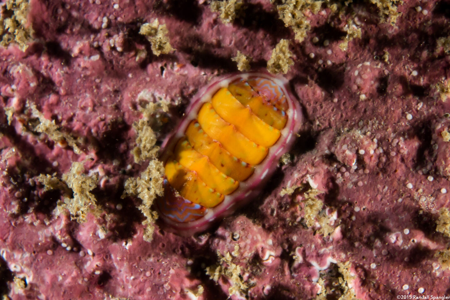 Tonicella lineata (Blue Lined Chiton)