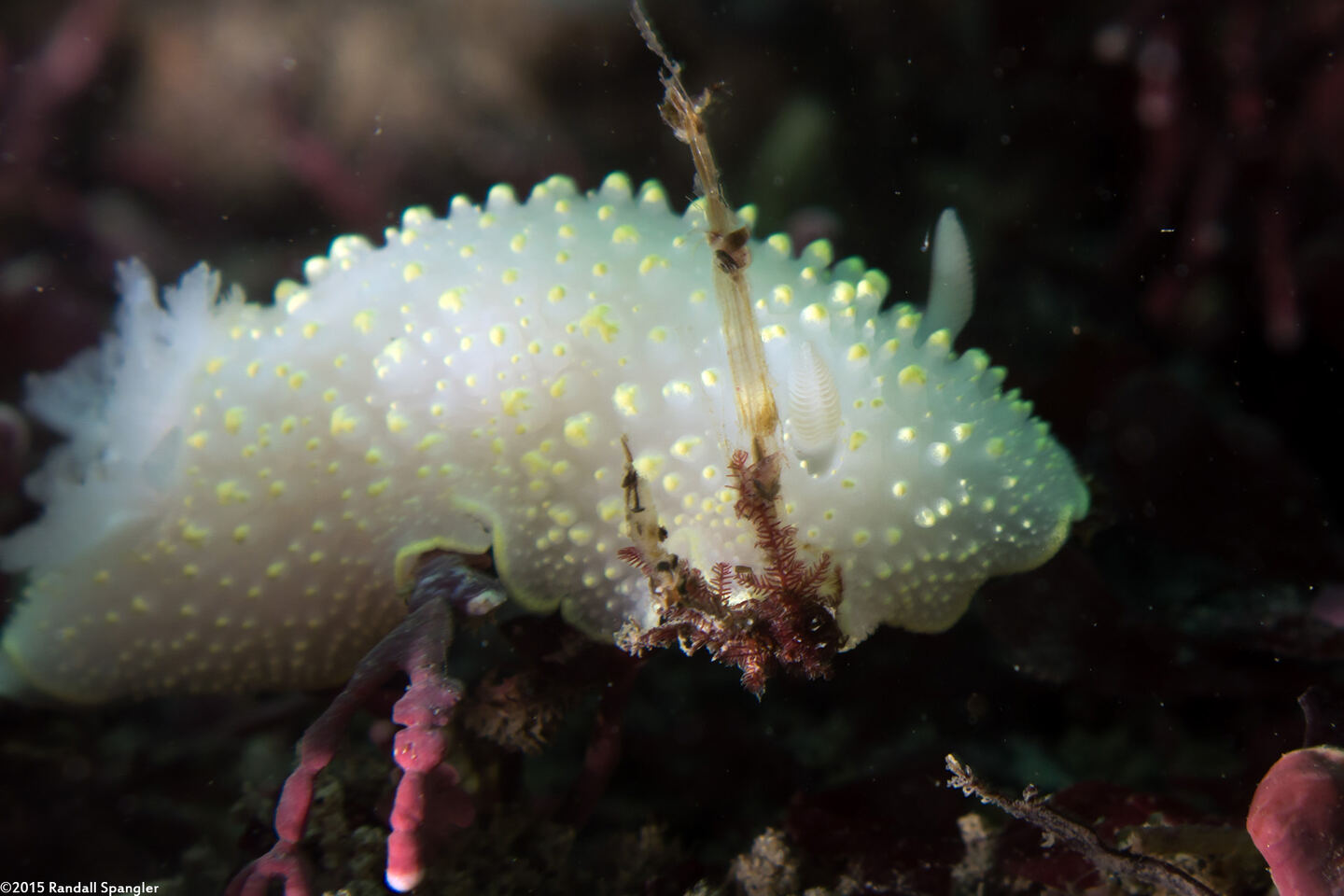 Cadlina luteomarginata (Yellow Margin Cadlina)
