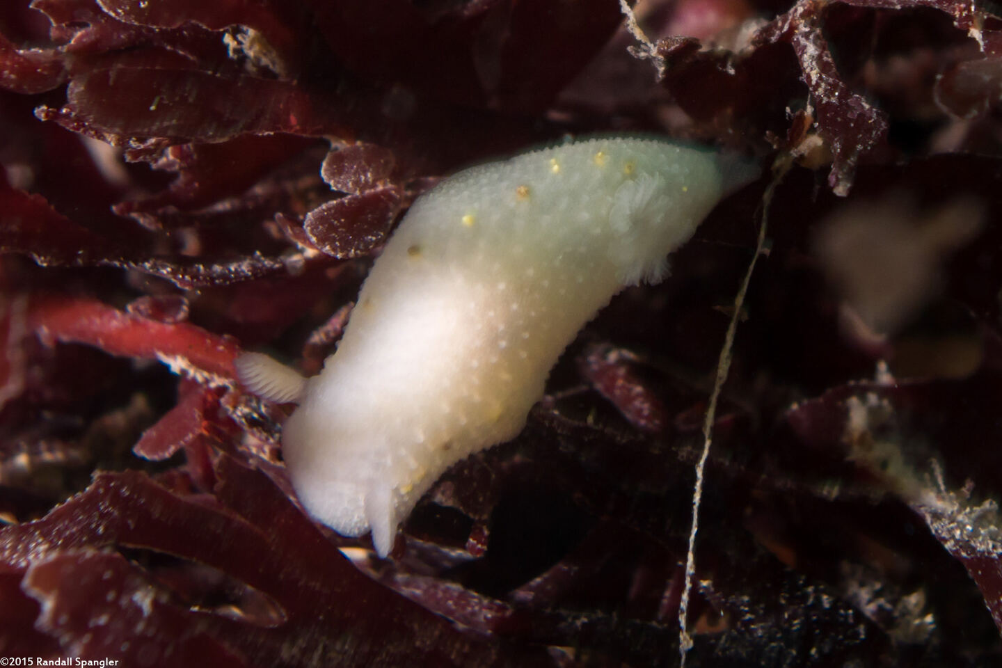 Cadlina sparsa (Spotted Cadlina)