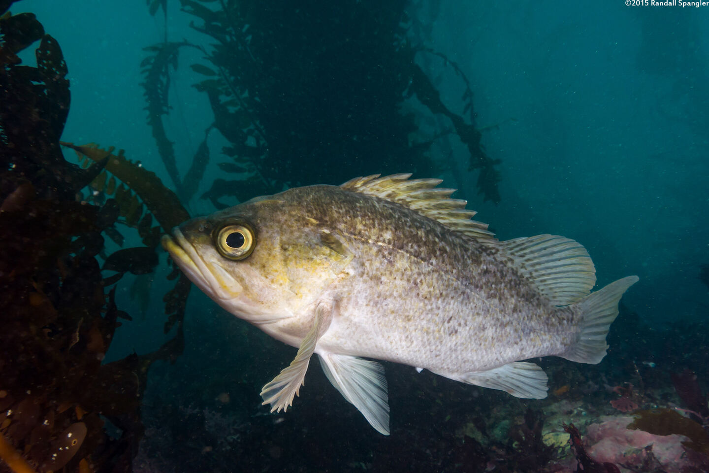 Sebastes atrovirens (Kelp Rockfish)
