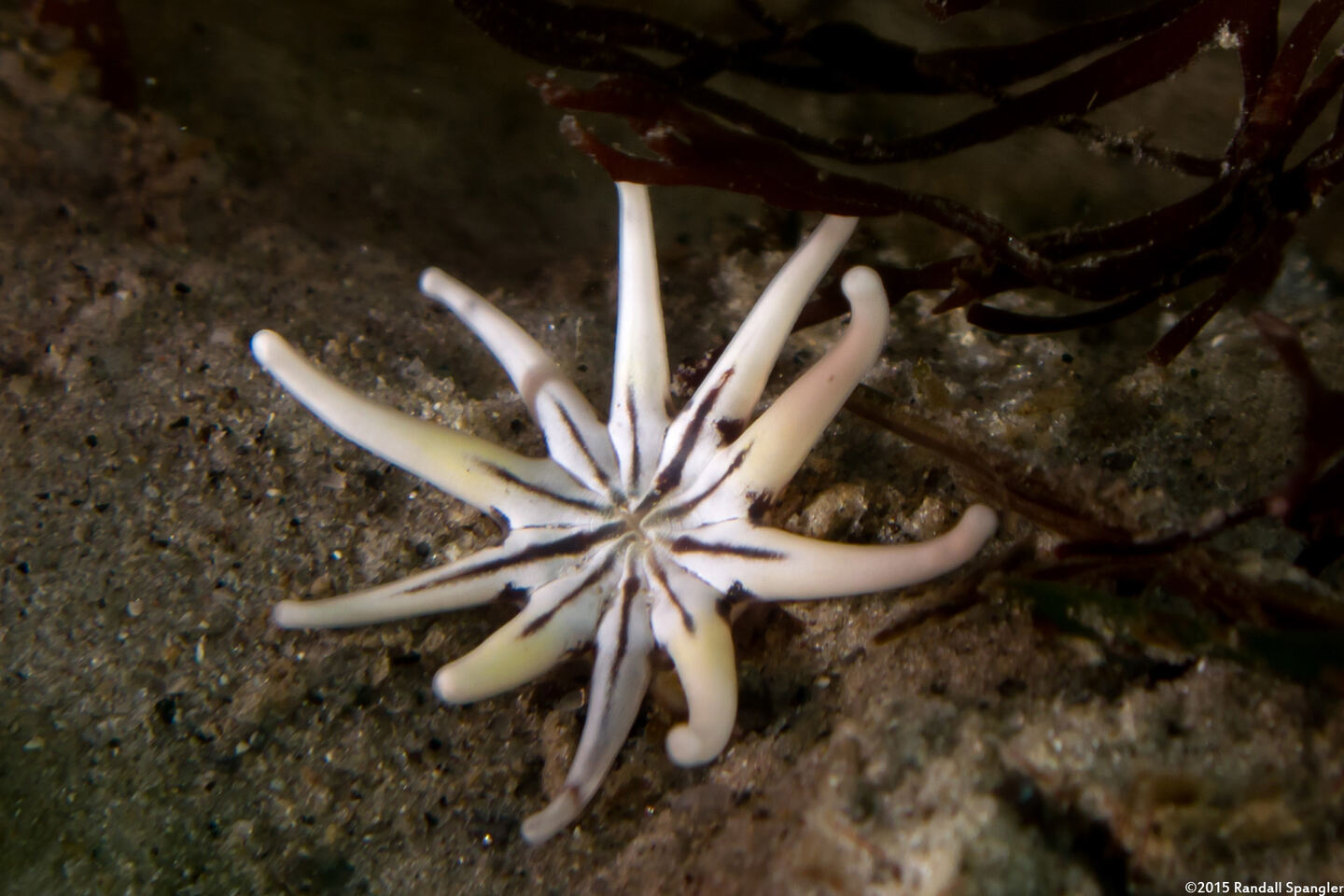 Halcampa crypta (Cryptic Burrowing Anemone)