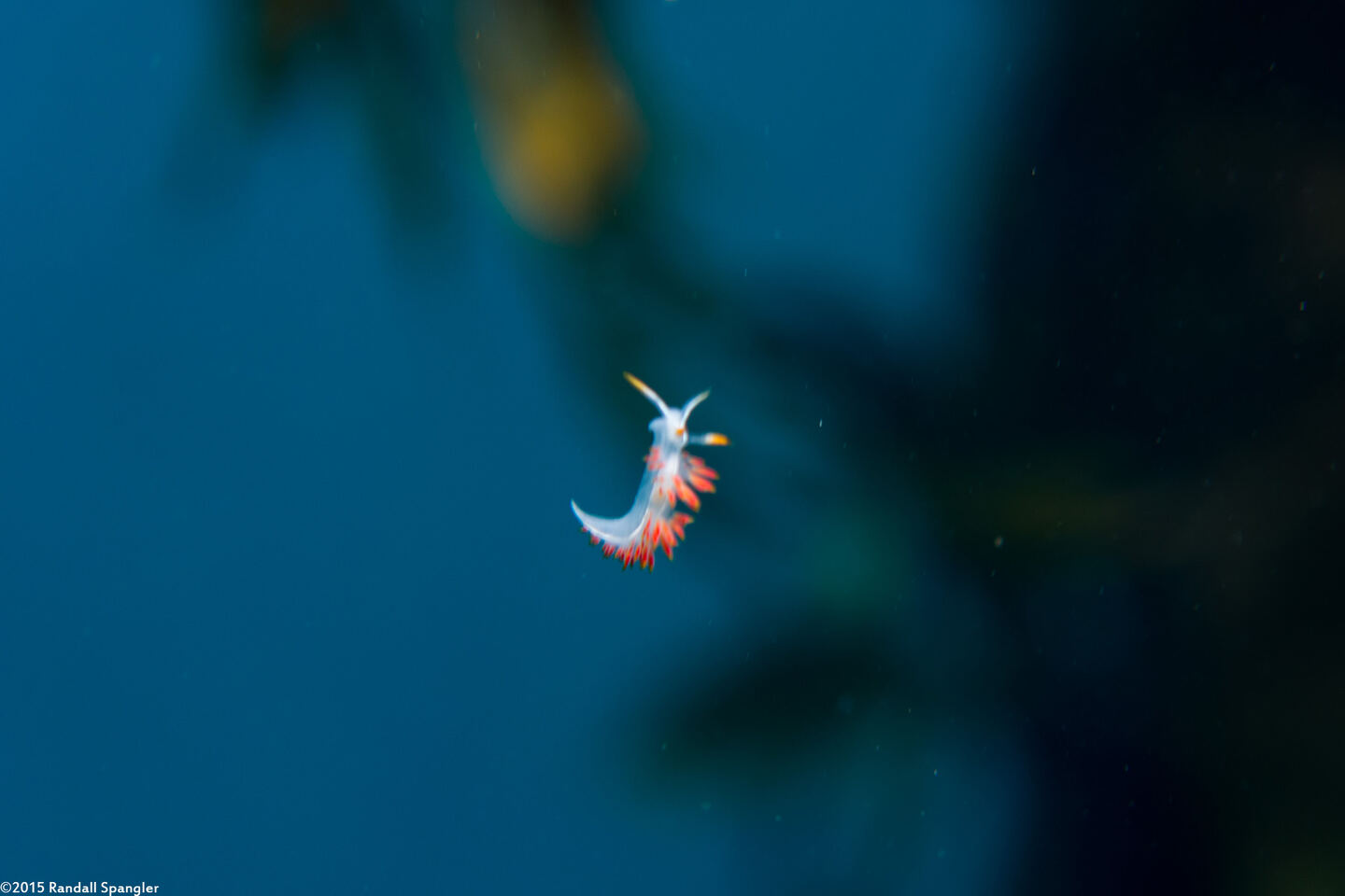 Coryphella trilineata (Three-Lined Aeolid)