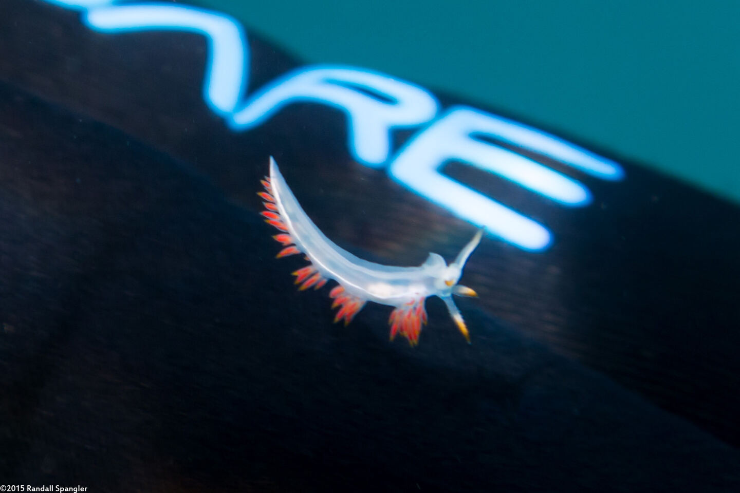 Coryphella trilineata (Three-Lined Aeolid)