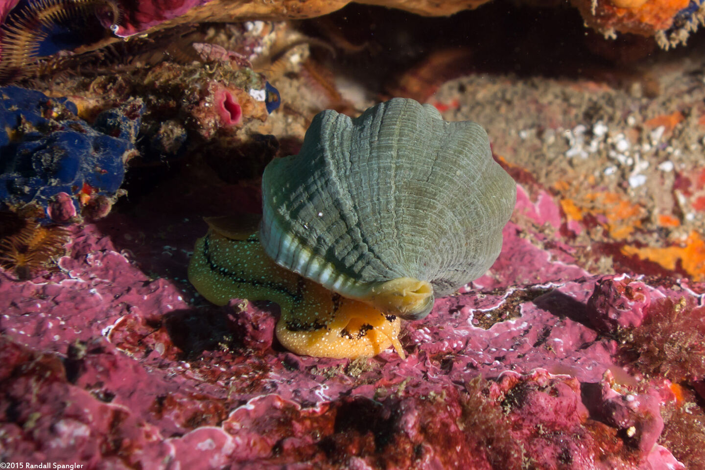 Kelletia kelletii (Kellet's Whelk)