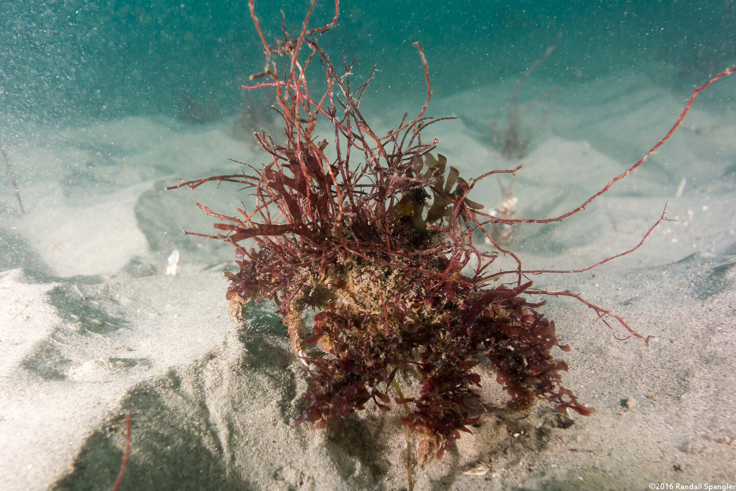 Loxorhynchus crispatus (Masking Crab)