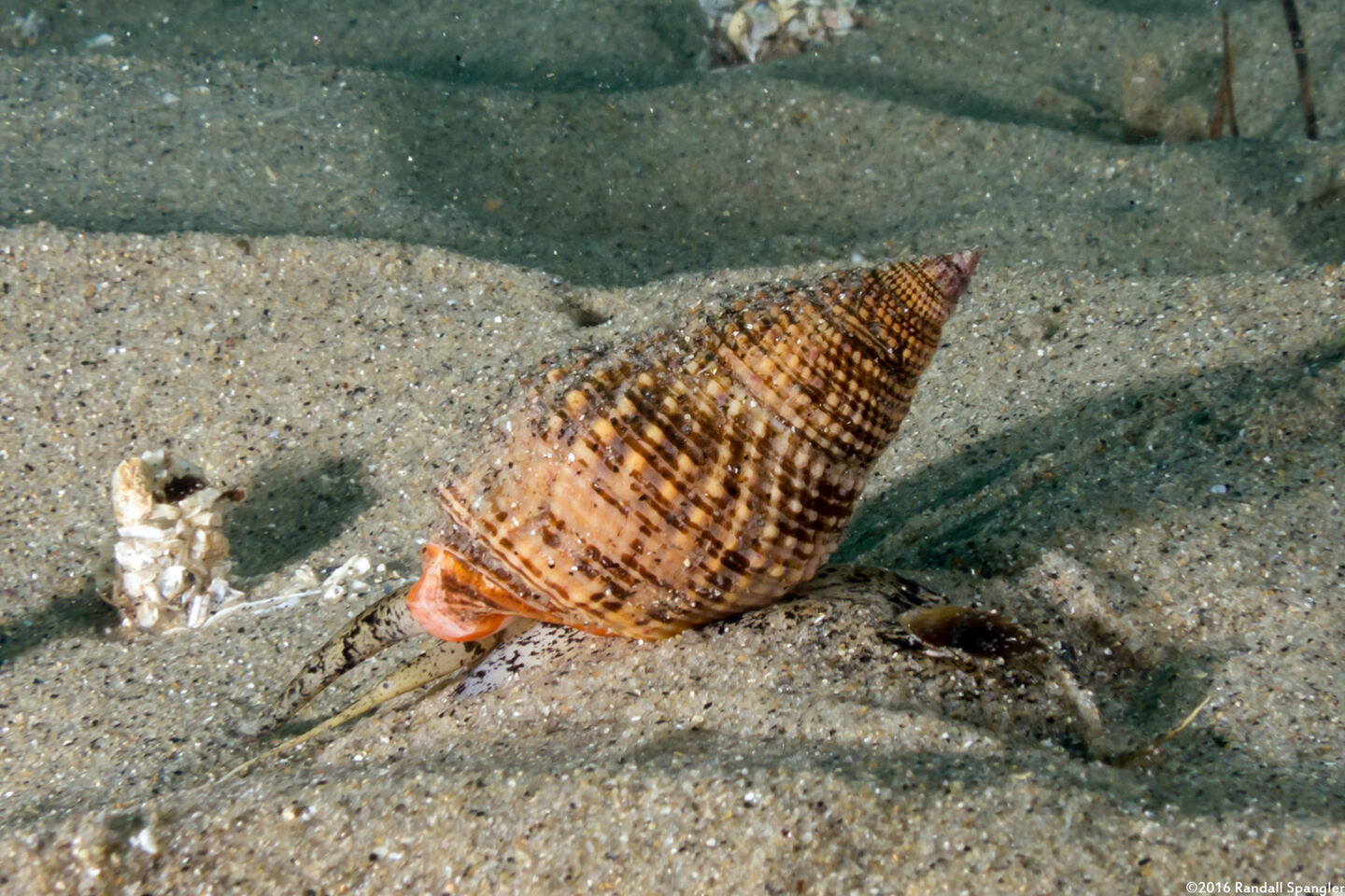 Nassarius fossatus (Giant Western Nassa)