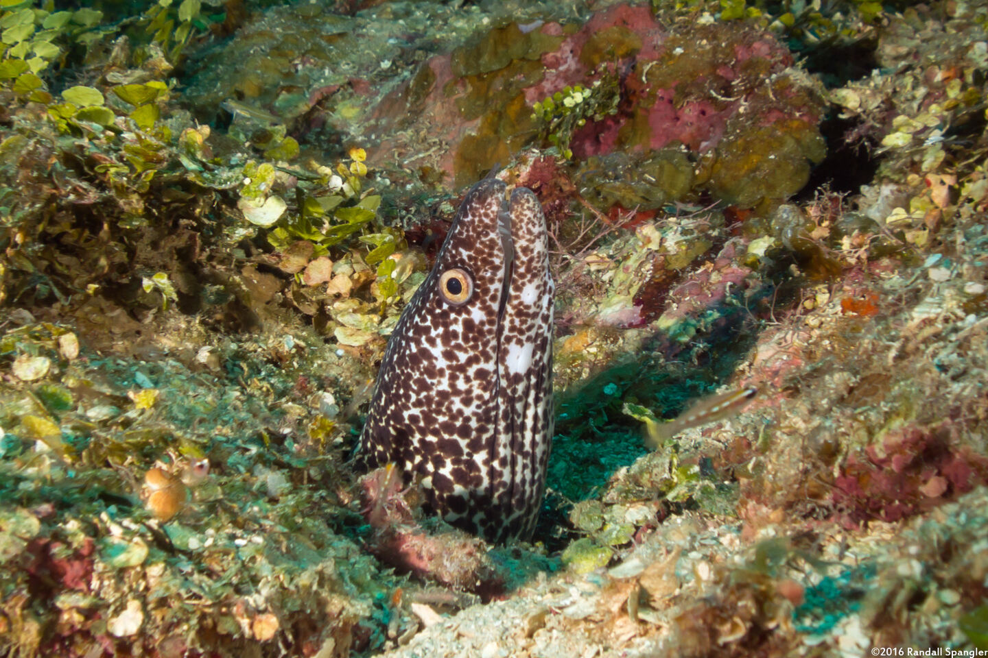 Gymnothorax moringa (Spotted Moray)