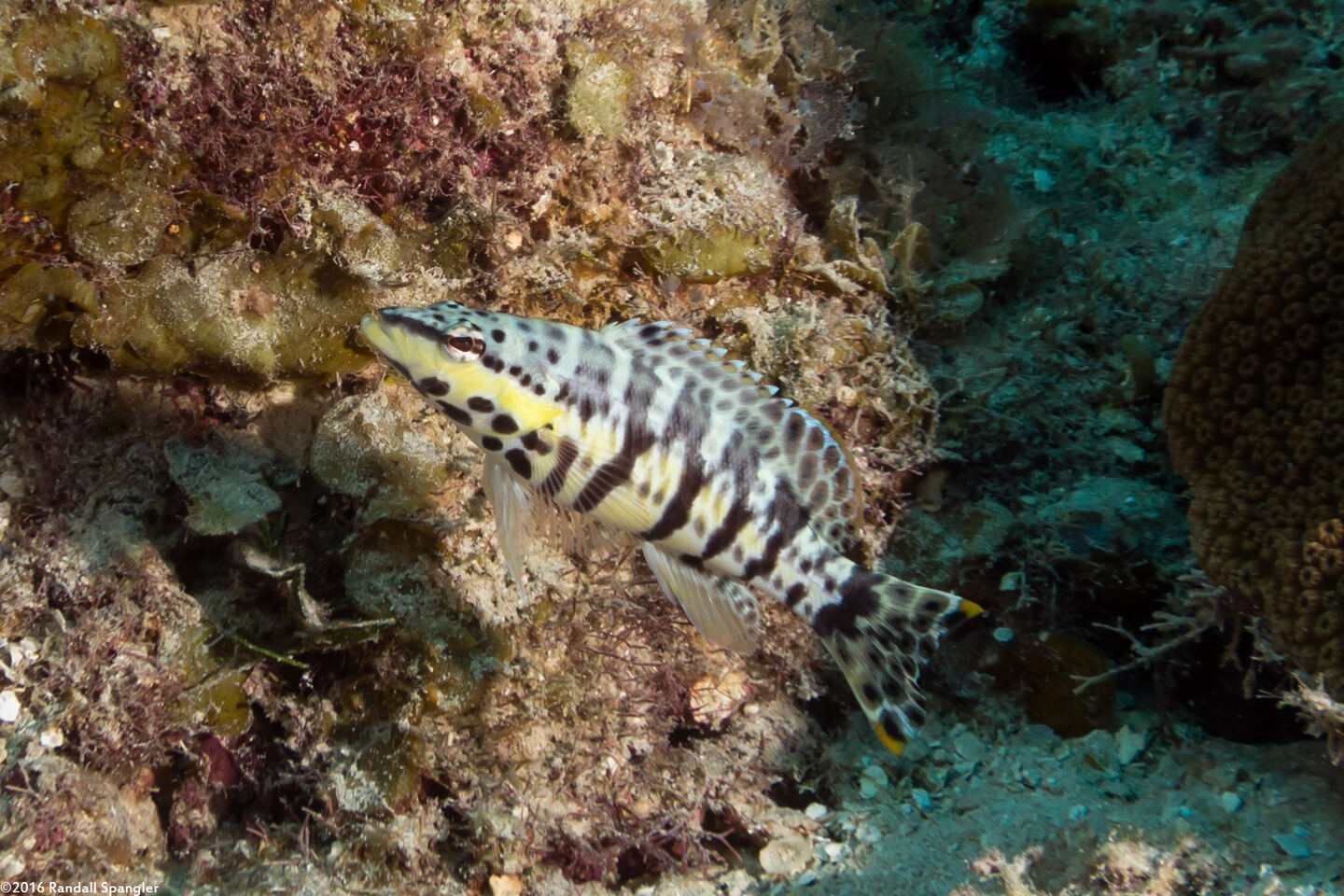 Serranus tigrinus (Harlequin Bass)