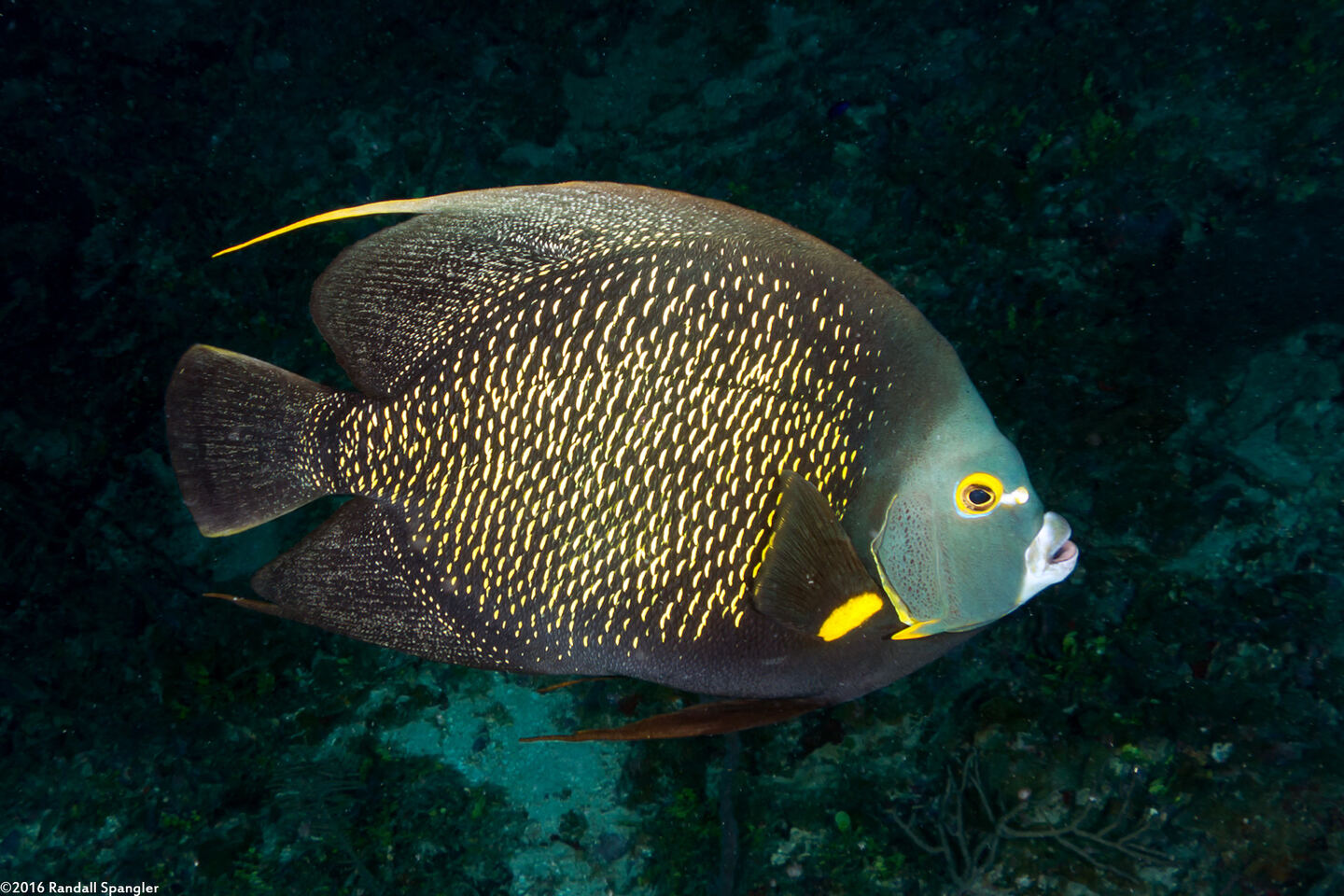 Pomacanthus paru (French Angelfish)