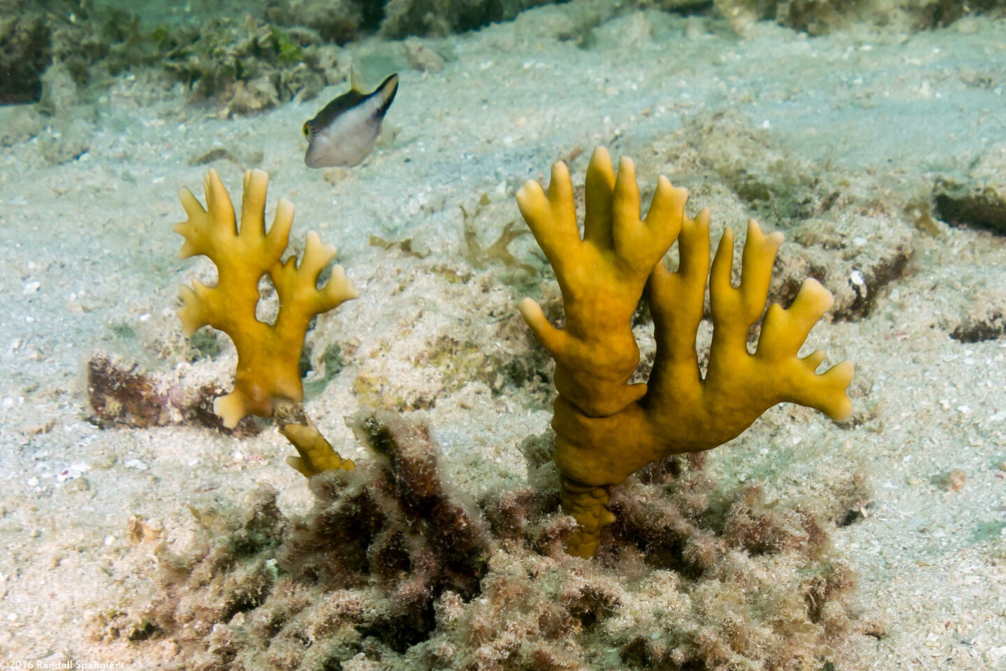 Millepora alcicornis (Branching Fire Coral)