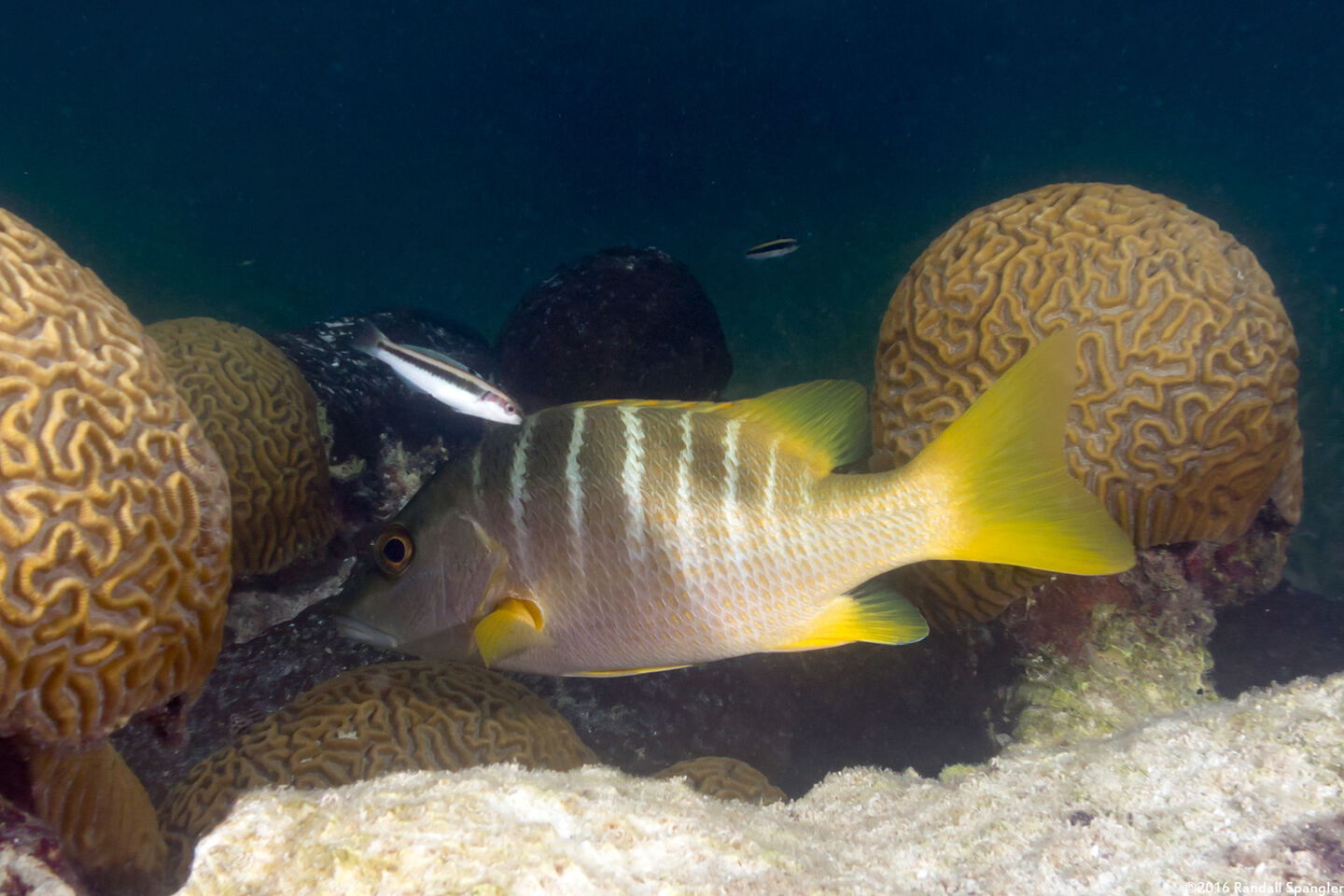 Lutjanus apodus (Schoolmaster)