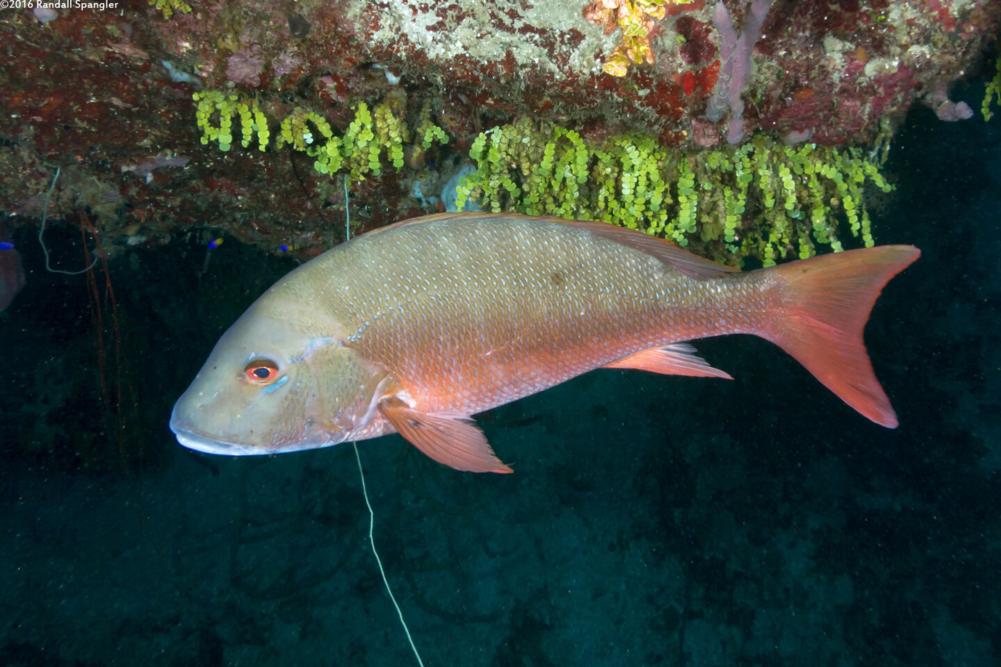 Lutjanus analis (Mutton Snapper)