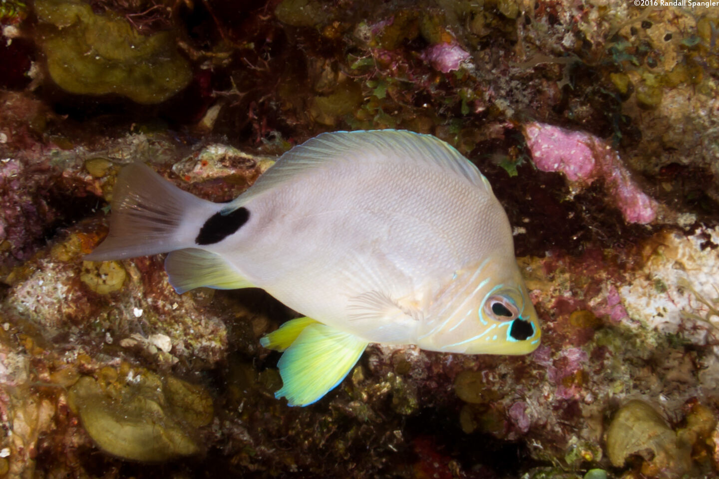 Hypoplectrus unicolor (Butter Hamlet)