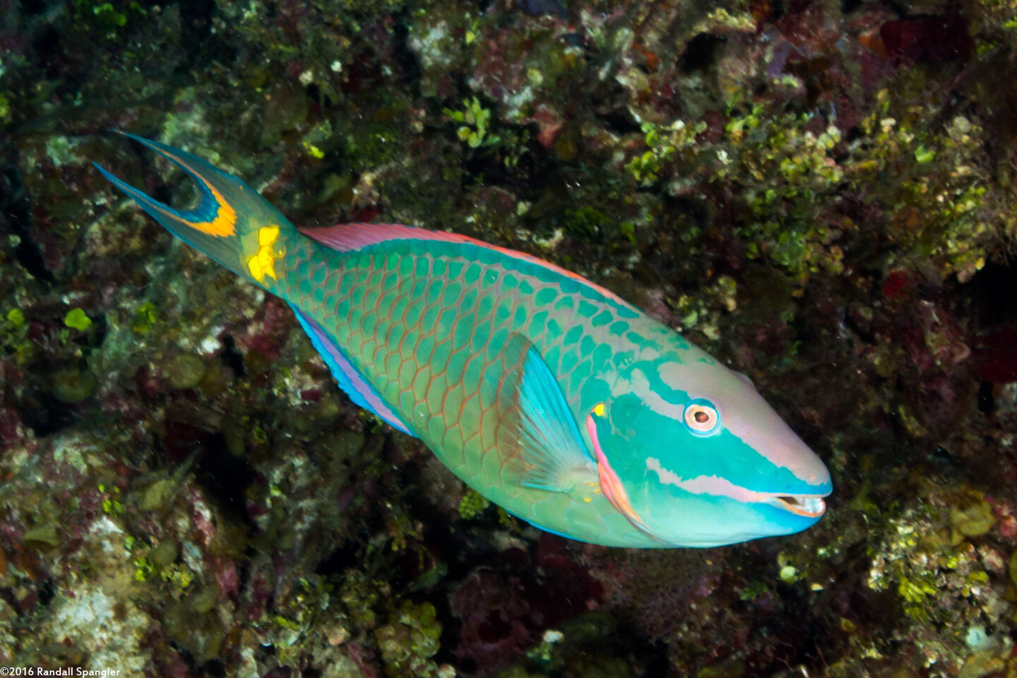 Sparisoma viride (Stoplight Parrotfish)