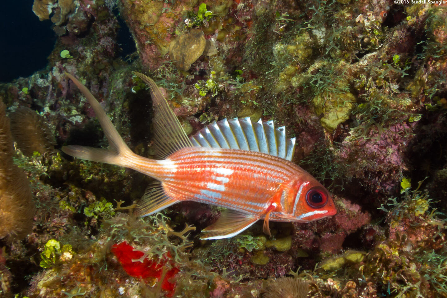 Holocentrus rufus (Longspine Squirrelfish)