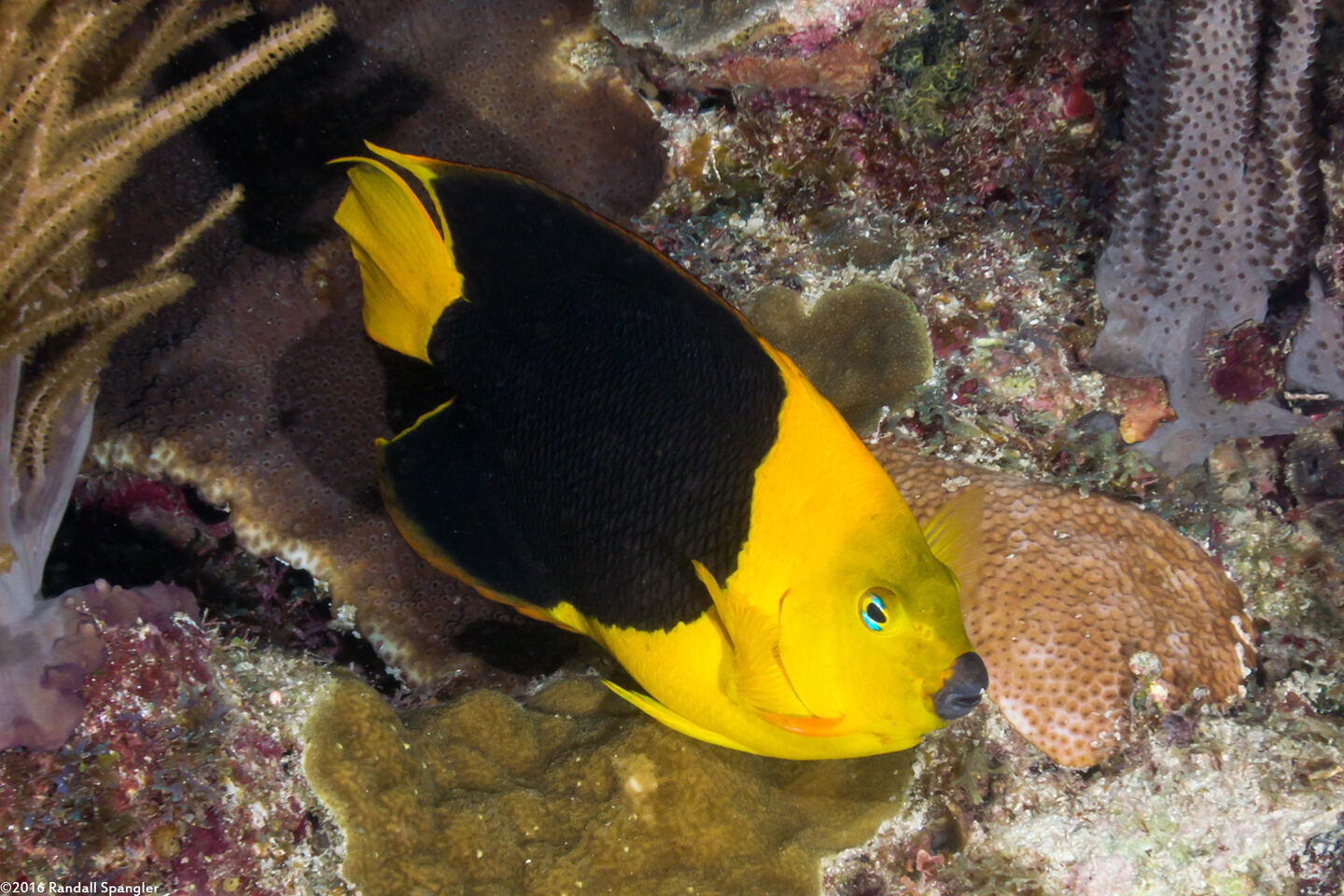 Holacanthus tricolor (Rock Beauty)