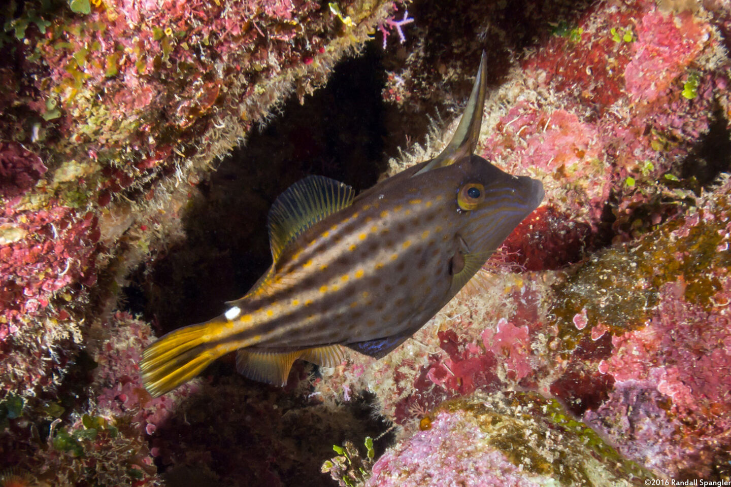 Cantherhines pullus (Orangespotted Filefish)