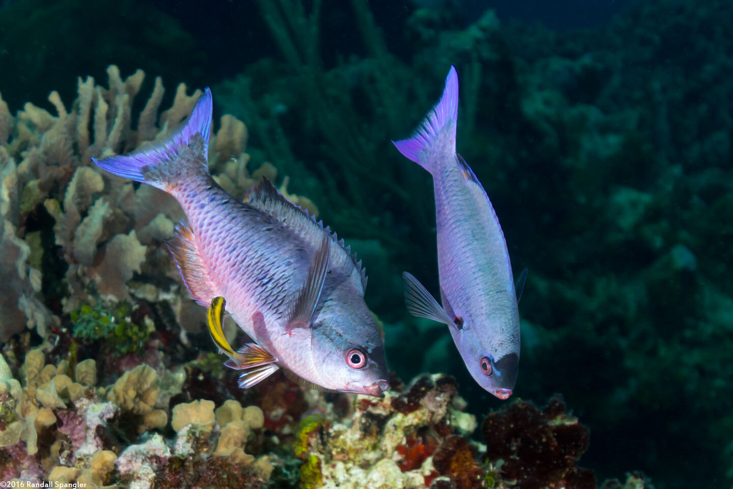 Clepticus parrae (Creole Wrasse)