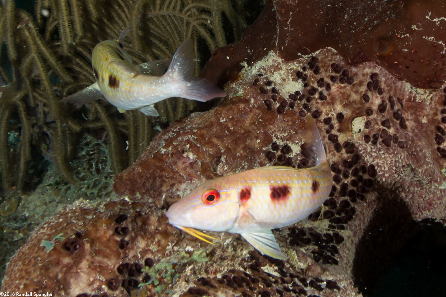 Pseudupeneus maculatus (Spotted Goatfish)