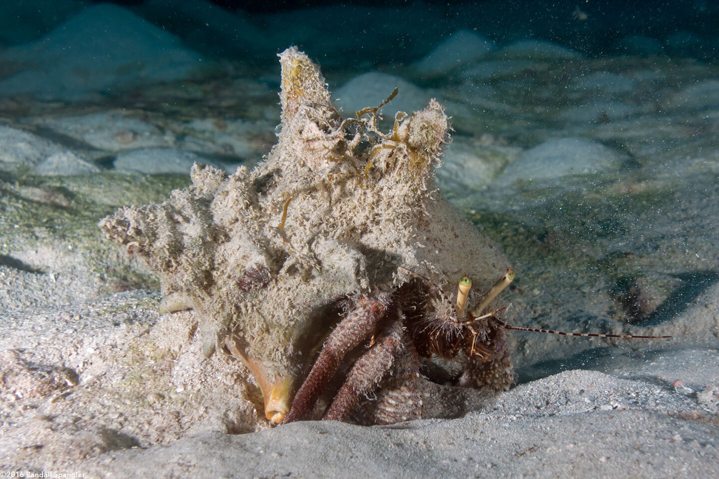 Petrochirus diogenes (Giant Hermit Crab)