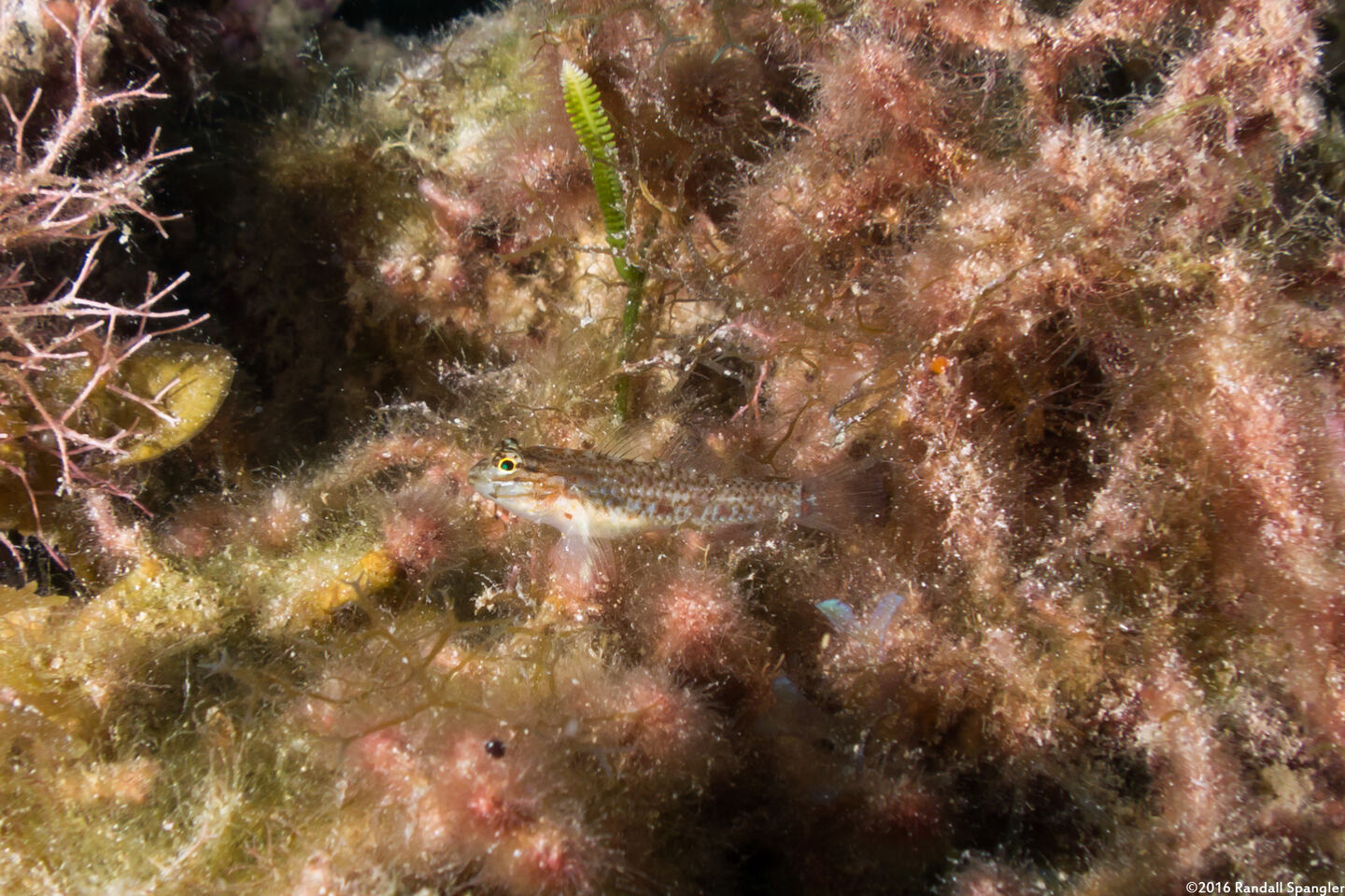 Coryphopterus glaucofraenum (Bridled Goby)