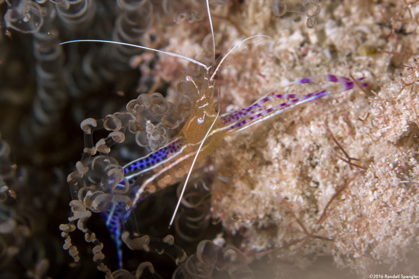 Ancylomenes pedersoni (Pederson Cleaner Shrimp)