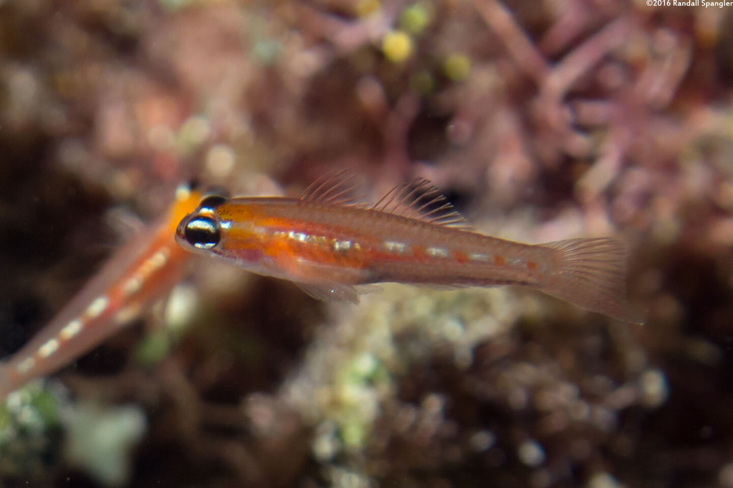 Coryphopterus hyalinus (Glass Goby)