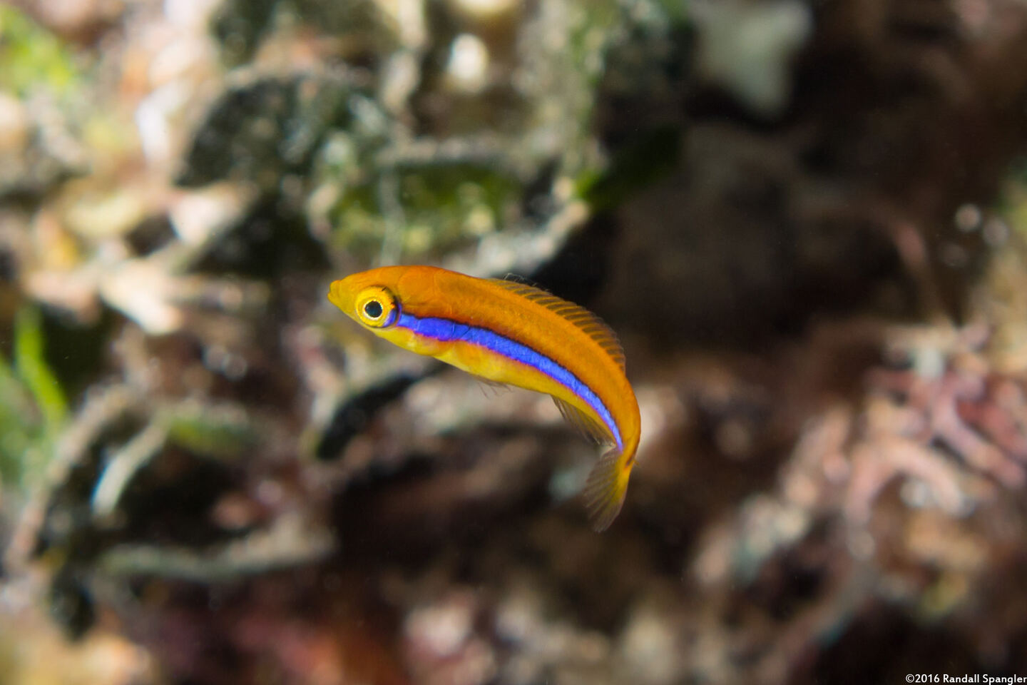 Halichoeres garnoti (Yellowhead Wrasse)
