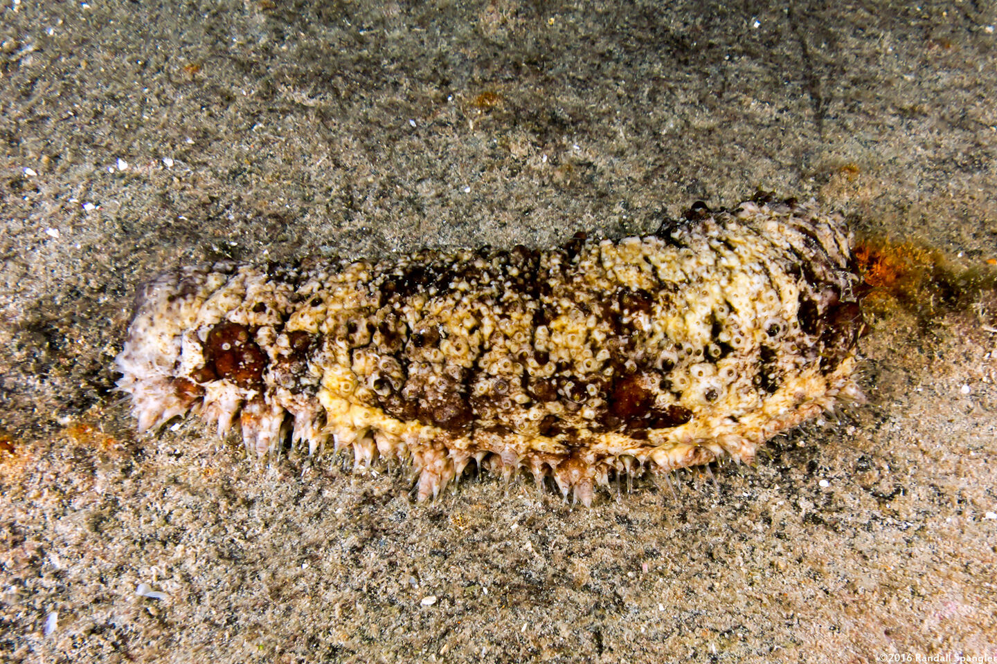 Isostichopus badionotus (Three Rowed Sea Cucumber)
