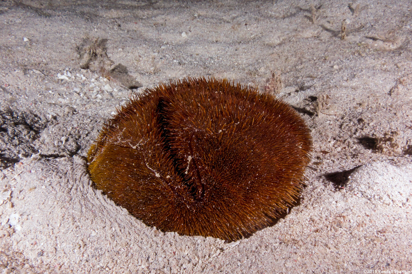 Meoma ventricosa (Red Heart Urchin)
