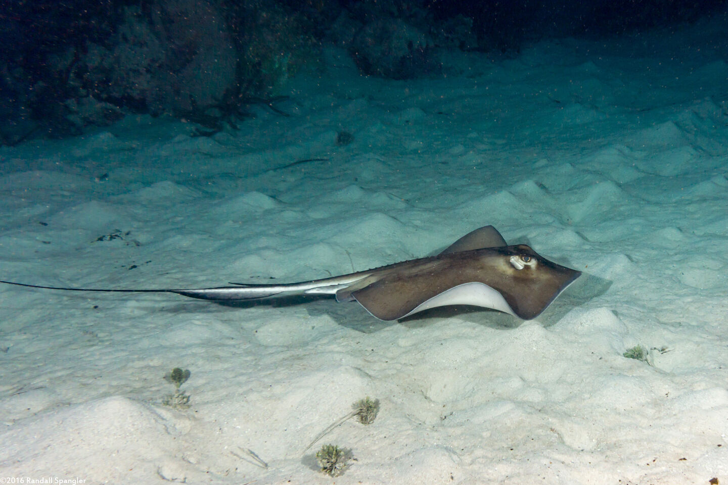 Hypanus americanus (Southern Stingray)