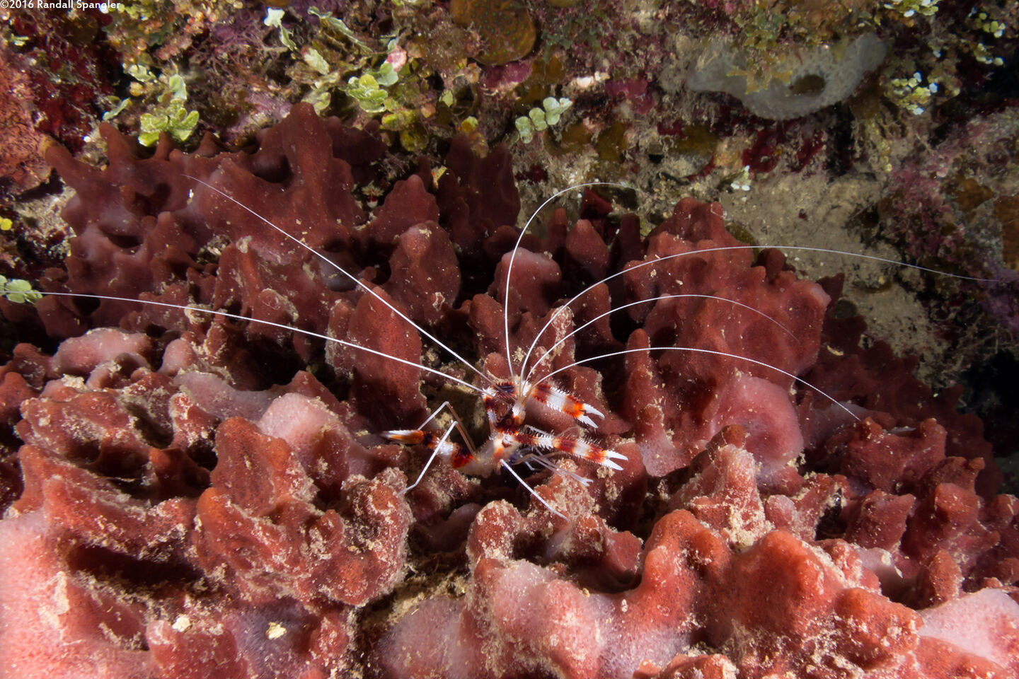 Stenopus hispidus (Banded Coral Shrimp)