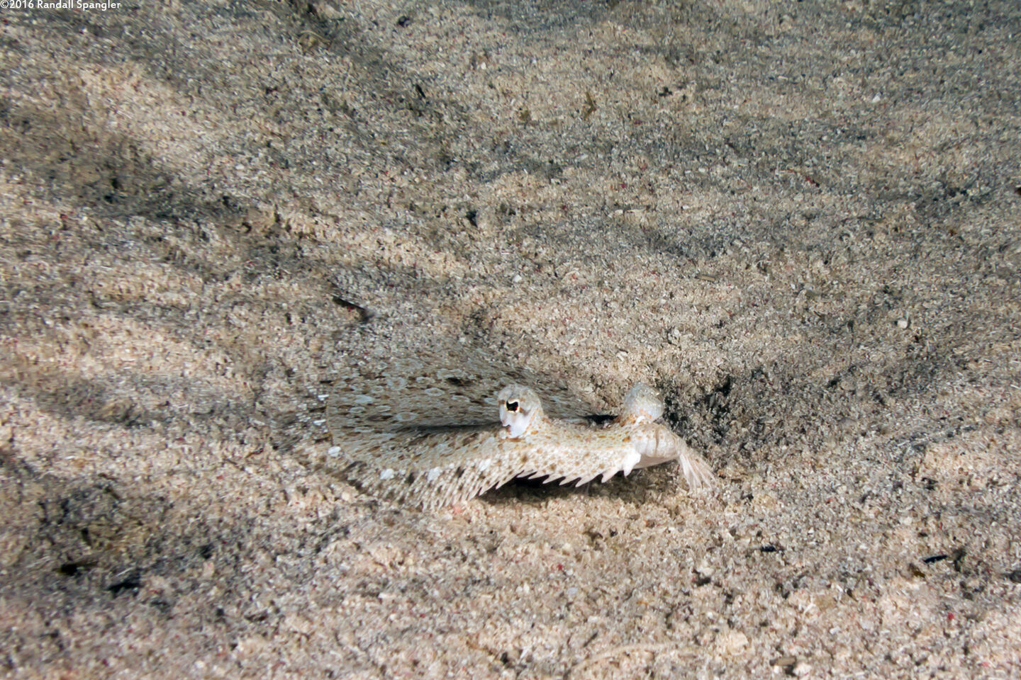 Bothus ocellatus (Eyed Flounder)