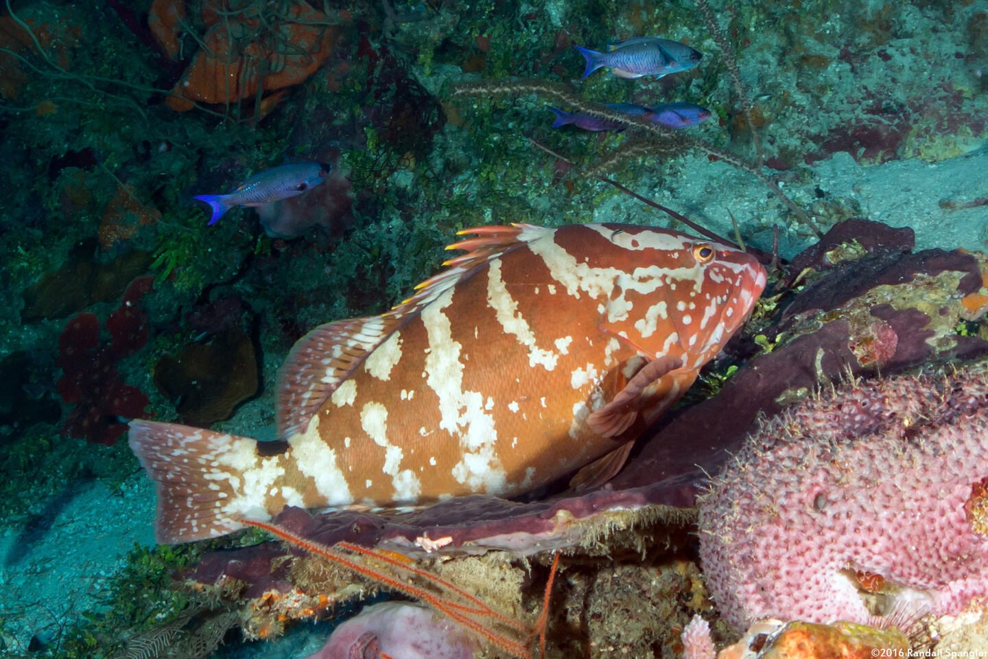 Epinephelus striatus (Nassau Grouper)