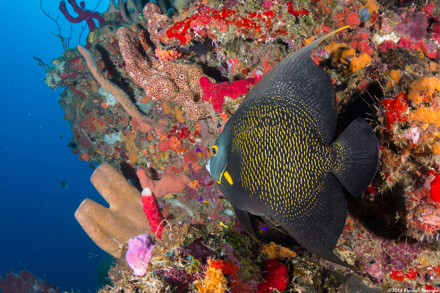 Pomacanthus paru (French Angelfish)